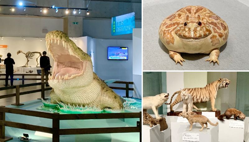 科学 博物館 上野 上野の【国立科学博物館】へおでかけ！恐竜や地球の歴史を楽しく学ぶ