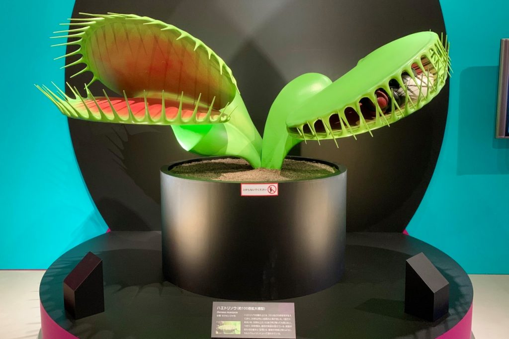 国立科学博物館 特別展 植物 ラフレシア クッション - luknova.com